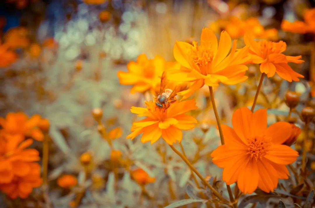 它被成為“眼黃金”，護(hù)眼千萬(wàn)別錯(cuò)過(guò)！